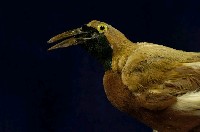 Lesser bird-of-paradise Collection Image, Figure 2, Total 9 Figures